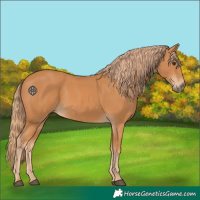 Horse Color:Chestnut Rabicano 