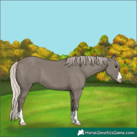 Horse Color:Silver Grullo