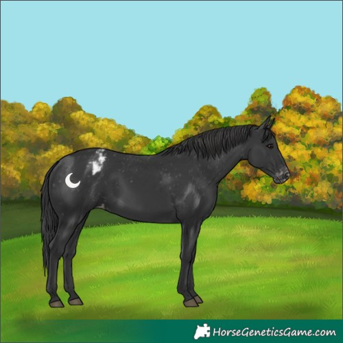 Horse Color:Black Appaloosa Rabicano 