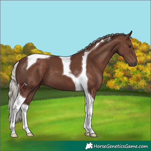 Horse Color:Silver Black Tobiano 