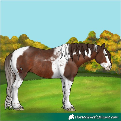 Horse Color:Liver Chestnut Splash Tobiano Rabicano 