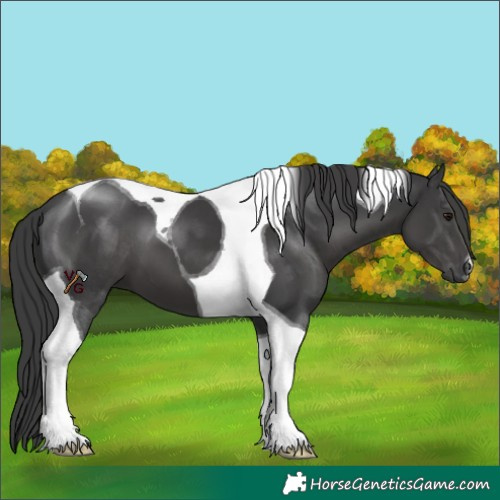 Horse Color:Black Tobiano 