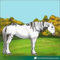 Horse Color:White Spotted Liver Chestnut Splash Frame Appaloosa Rabicano