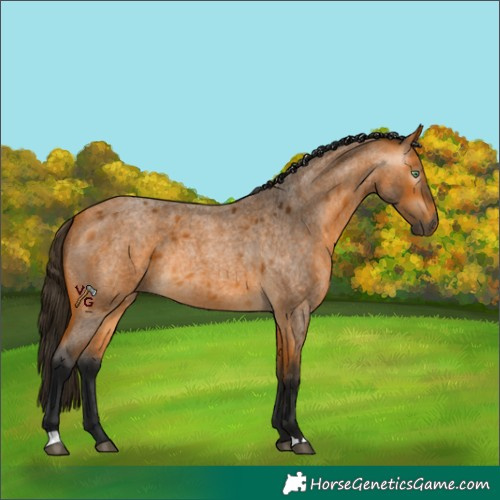 Horse Color:Gray Buckskin Roan Rabicano 
