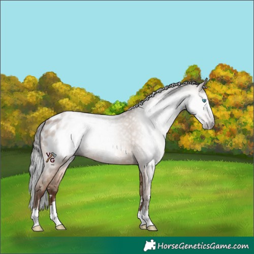 Horse Color:Gray Amber Champagne Blanket Rabicano 