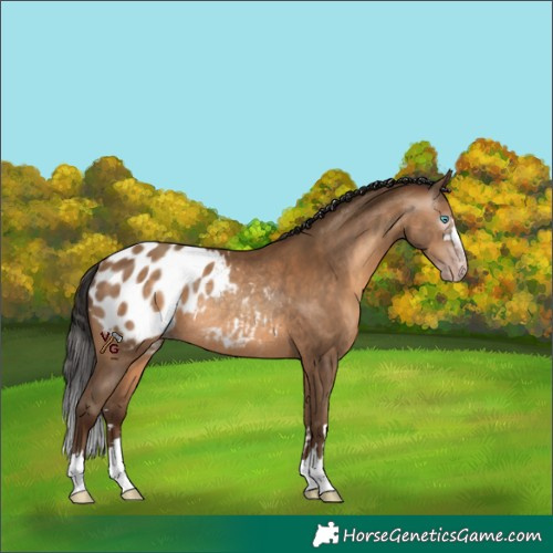 Horse Color:Gray Amber Champagne Appaloosa Rabicano 