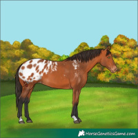 Horse Color:Bay Appaloosa 