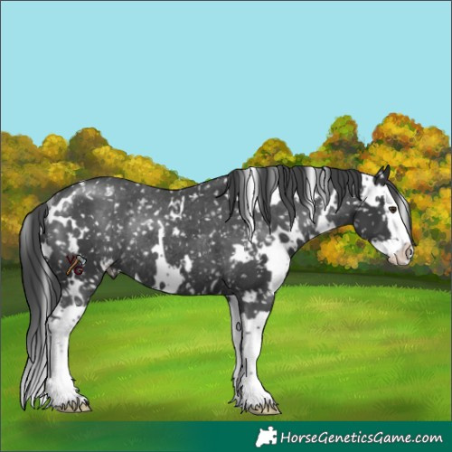 Horse Color:White Spotted Black Splash Appaloosa Rabicano 