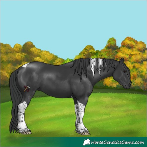 Horse Color:Black Tobiano 