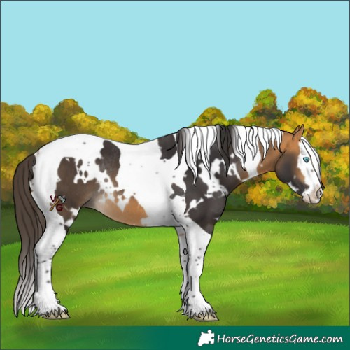 Horse Color:White Spotted Buckskin Splash Tobiano Rabicano 