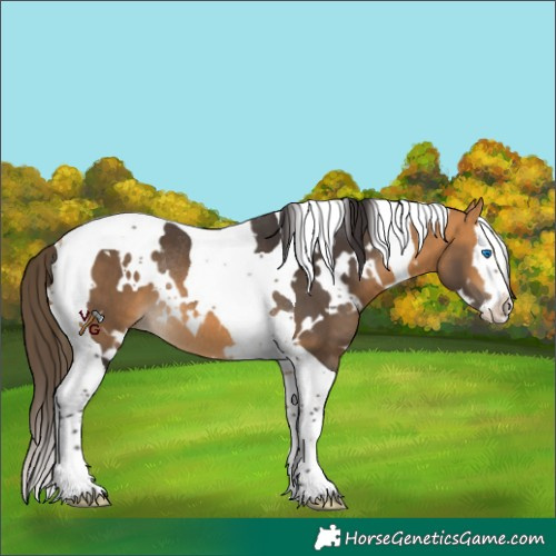 Horse Color:White Spotted Buckskin Splash Tobiano Rabicano 