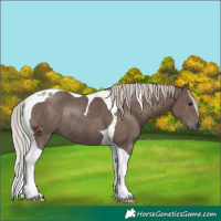 Horse Color:Silver Black Tobiano Rabicano 
