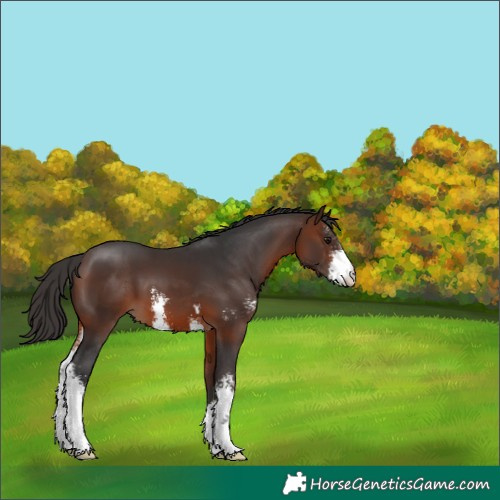 Horse Color:Brown Sabino 