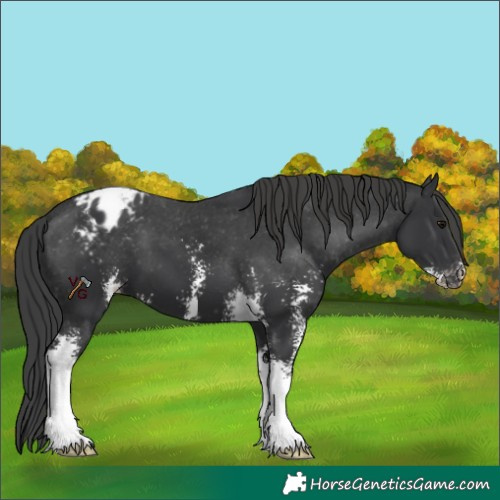 Horse Color:Black Sabino Blanket 