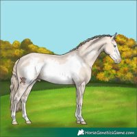 Horse Color:Perlino Frame Rabicano 