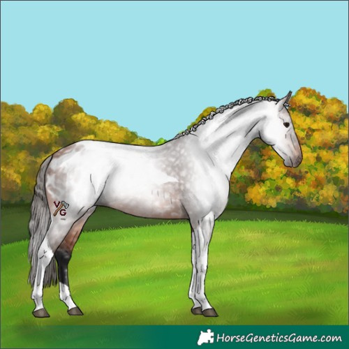 Horse Color:Gray Bay Tobiano Blanket Rabicano 