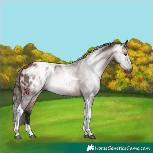 Horse Color:Gray Bay Tobiano Appaloosa Rabicano 
