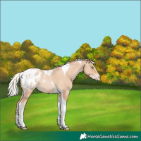 Horse Color:Silver Smoky Black Pearl Tobiano Appaloosa 
