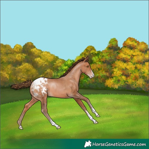 Horse Color:Brown Pearl Sabino Appaloosa 