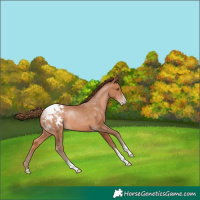 Horse Color:Brown Pearl Sabino Appaloosa 