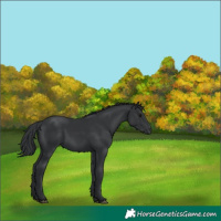 Horse Color:Black 
