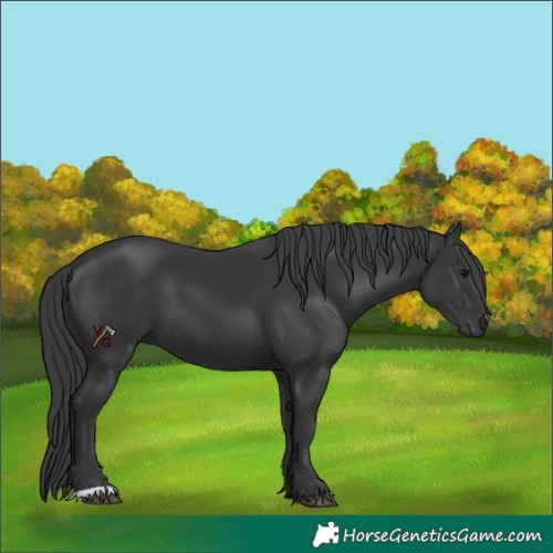 Horse Color:Black 