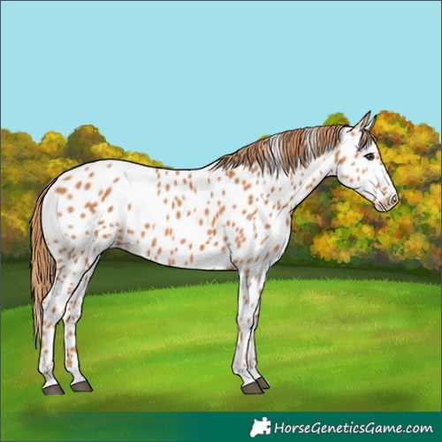 Horse Color:Chestnut Near Leopard 