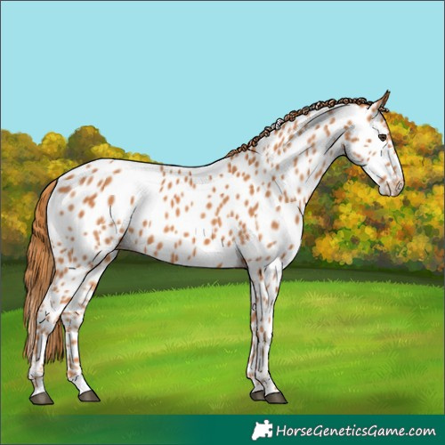 Horse Color:Chestnut Appaloosa 