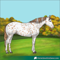 Horse Color:Chestnut Appaloosa 