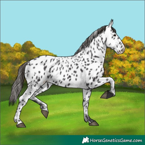 Horse Color:Smoky Black Near Leopard 