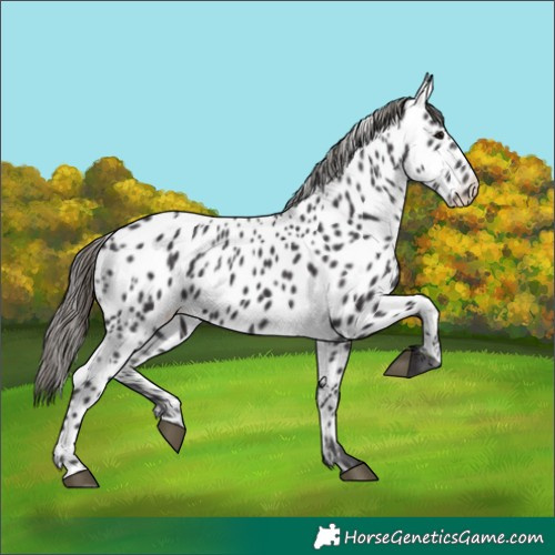 Horse Color:Smoky Black Appaloosa 