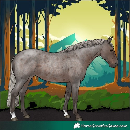 Horse Color:Silver Blue Roan Rabicano 