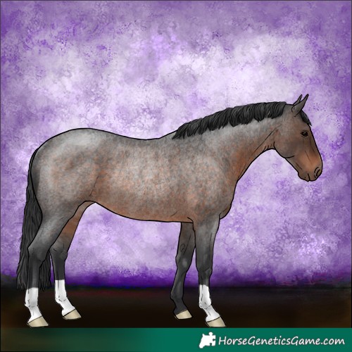 Horse Color:Brown Roan Rabicano 