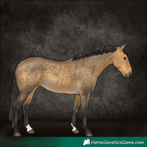 Horse Color:Buckskin Dun Rabicano 