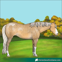 Horse Color:Silver Sable Cream Champagne Appaloosa 