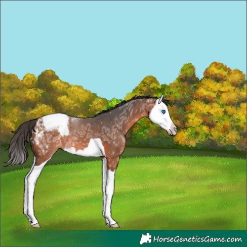 Horse Color:Bay Ice Splash Appaloosa 