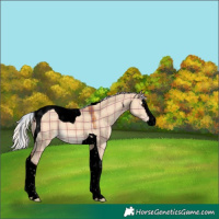 Horse Color:Void Plaid Silver Bay Dun Splash Tobiano