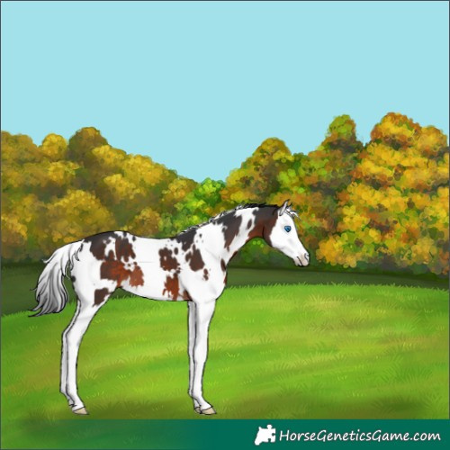 Horse Color:White Spotted Brown Splash Appaloosa 
