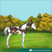 Horse Color:White Spotted Brown Splash 