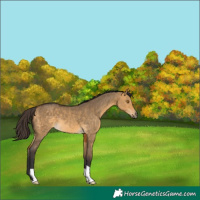 Horse Color:Buckskin Dun