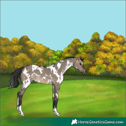 Horse Color:White Spotted Brown Dun 