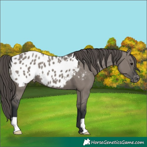 Horse Color:Grullo Appaloosa 