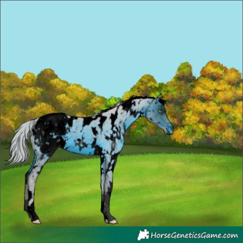 Horse Color:ERROR: UNKNOWN ANOMALY