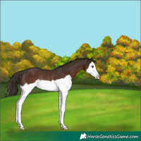 Horse Color:Liver Chestnut Splash Rabicano 