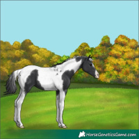 Horse Color:Black Tobiano 