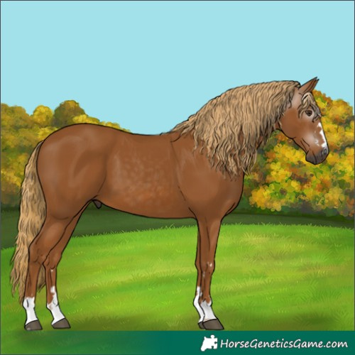 Horse Color:Gray Chestnut 