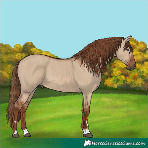 Horse Color:Red Dun 
