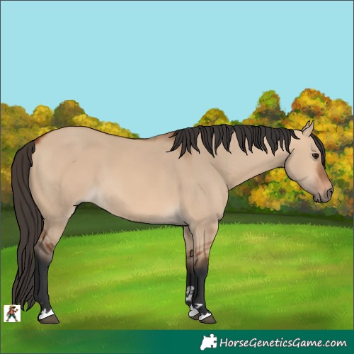Horse Color:Bay Dun 