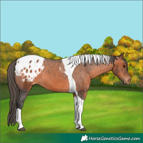 Horse Color:Brown Tobiano Appaloosa 