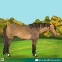 Horse Color:Buckskin 